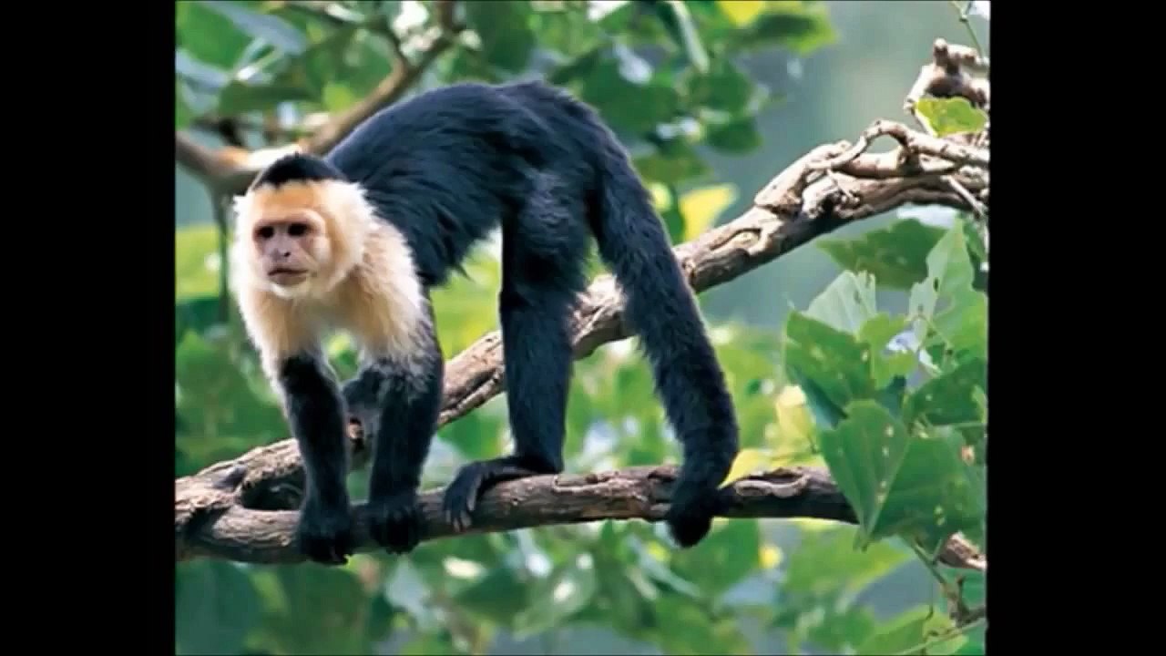 Juego interactivo con los sonidos de animales