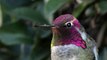 Anna's hummingbird / Colibri d'Anna / Calypte anna