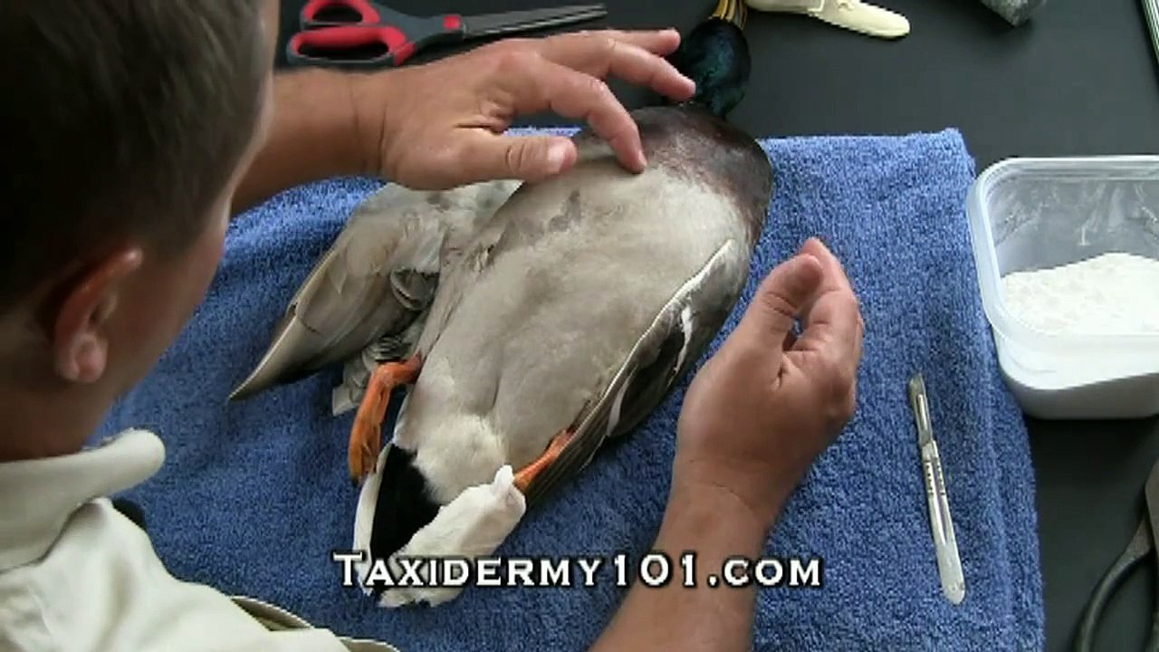 Flying Mallard Duck Taxidermy Training DVD Overview