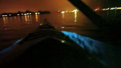 Bioluminescent kayaking in San Diego Mission Bay