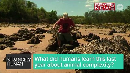 Watch Out, Animals Are Getting Smarter