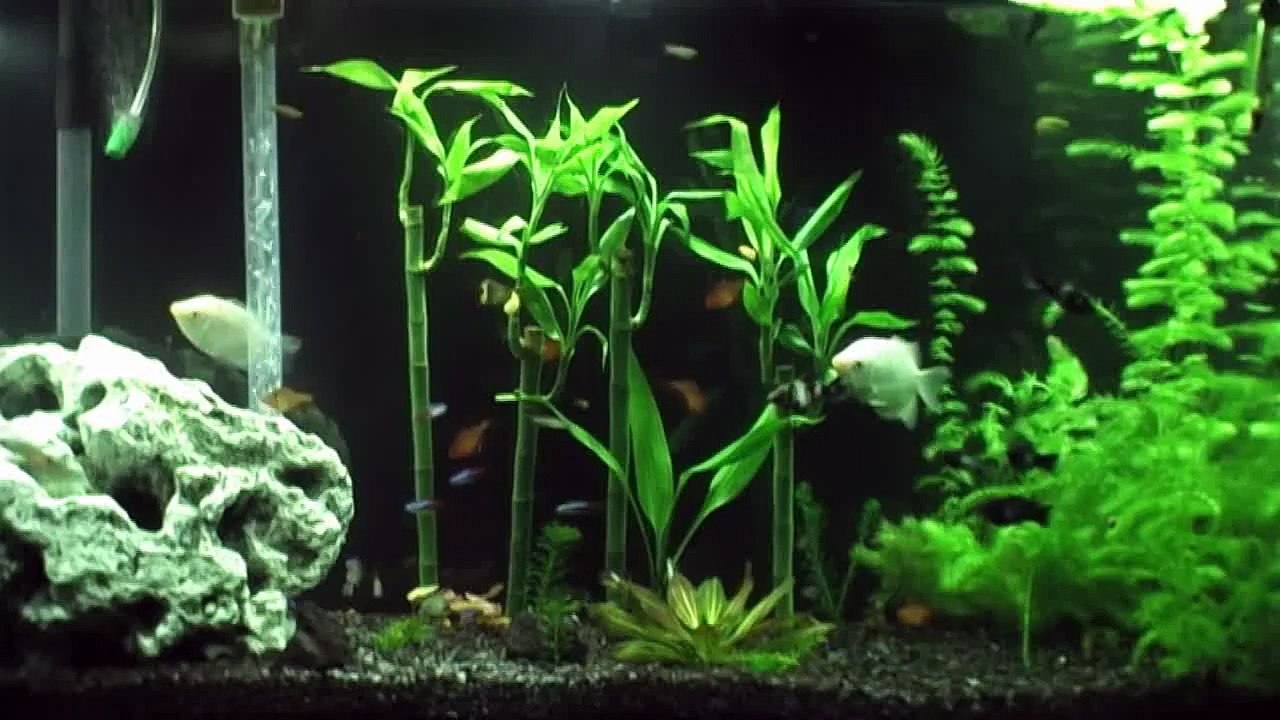 My HD Fish Tank