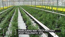 Smoking Weed Could Prevent PTSD From Ever Happening In The First Place