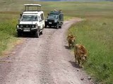 Ngorongoro Crater Afrika -  two Lions follow us (Susret sa lavovima)