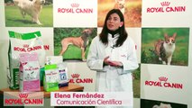 Proteínas muy digestibles - Nutrición Royal Canin