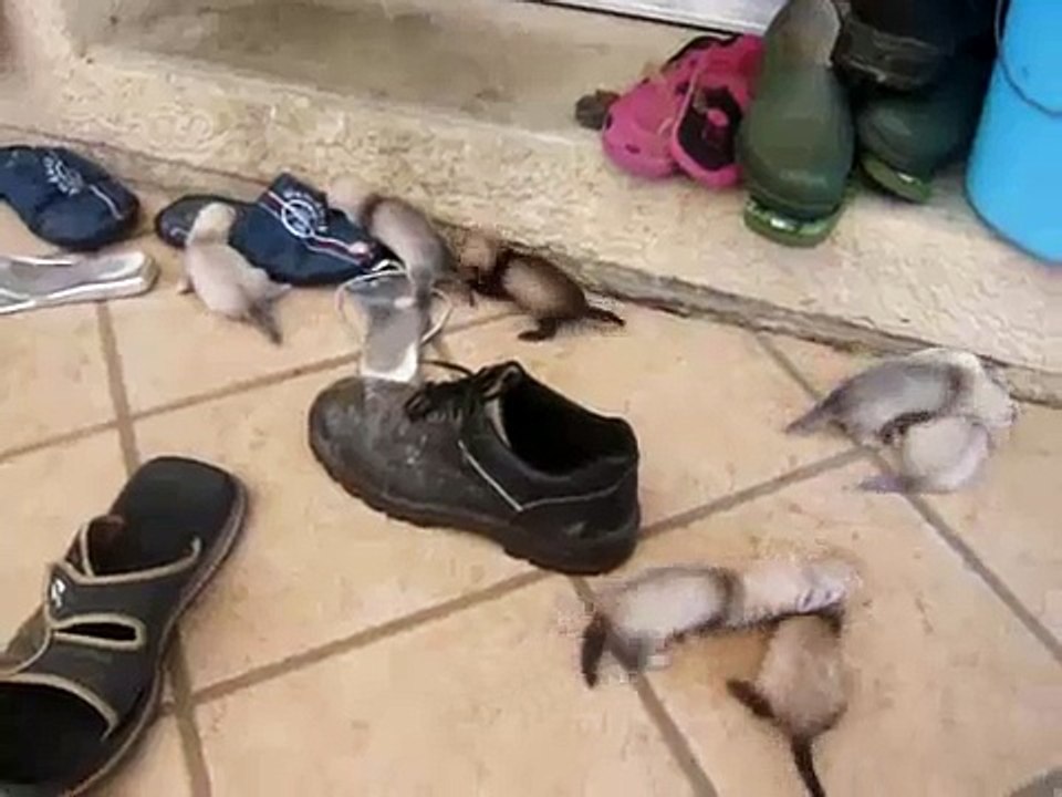 Mes bb fufus à 35 jours