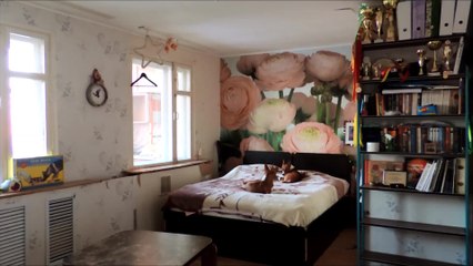 Hidden camera captures howling Basenji dogs