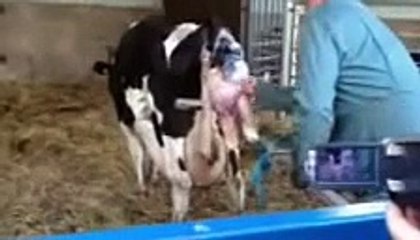 Baby Cow Being Born