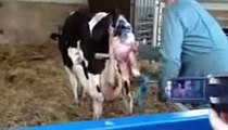 Baby Cow Being Born