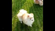 Penfold Park Tour - Hong Kong Lion King cutie dog Pomeranian 仔仔 松鼠狗