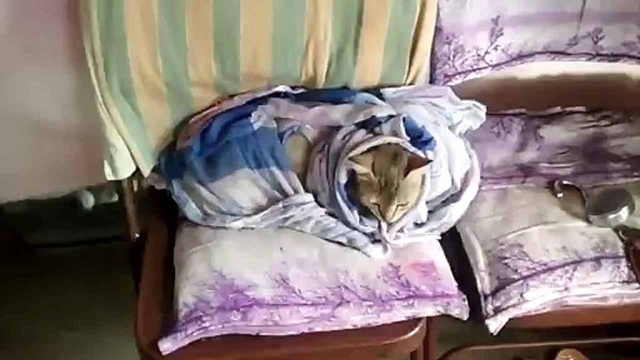 Funny cat