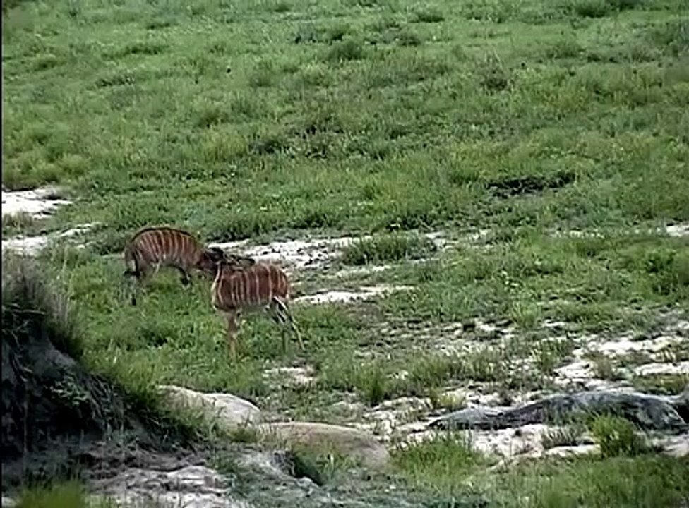 Vida selvagem na Africa