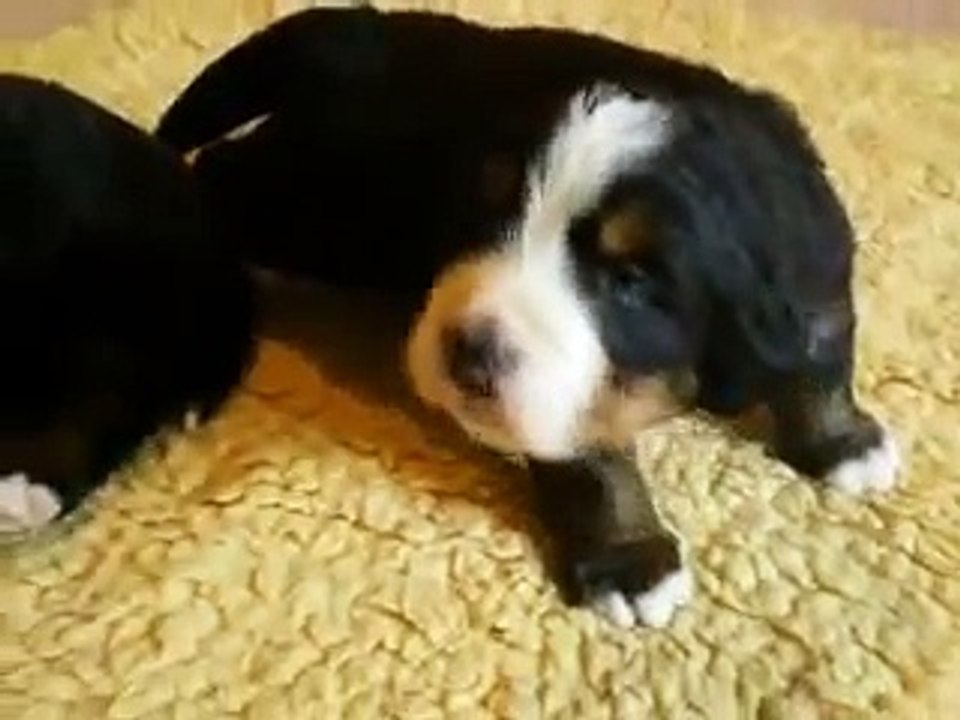 mes bébés bouvier bernois à 19 jours !