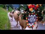 Rinderzucht Tirol Almabtrieb 