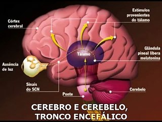 SISTEMA NERVOSO (PARODIA)