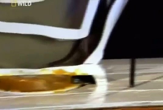 Découvrez comment font les rats pour grimper des égouts dans vos toilettes