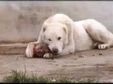 KURDISH KANGAL DOG The Strongest The Biggest of the World