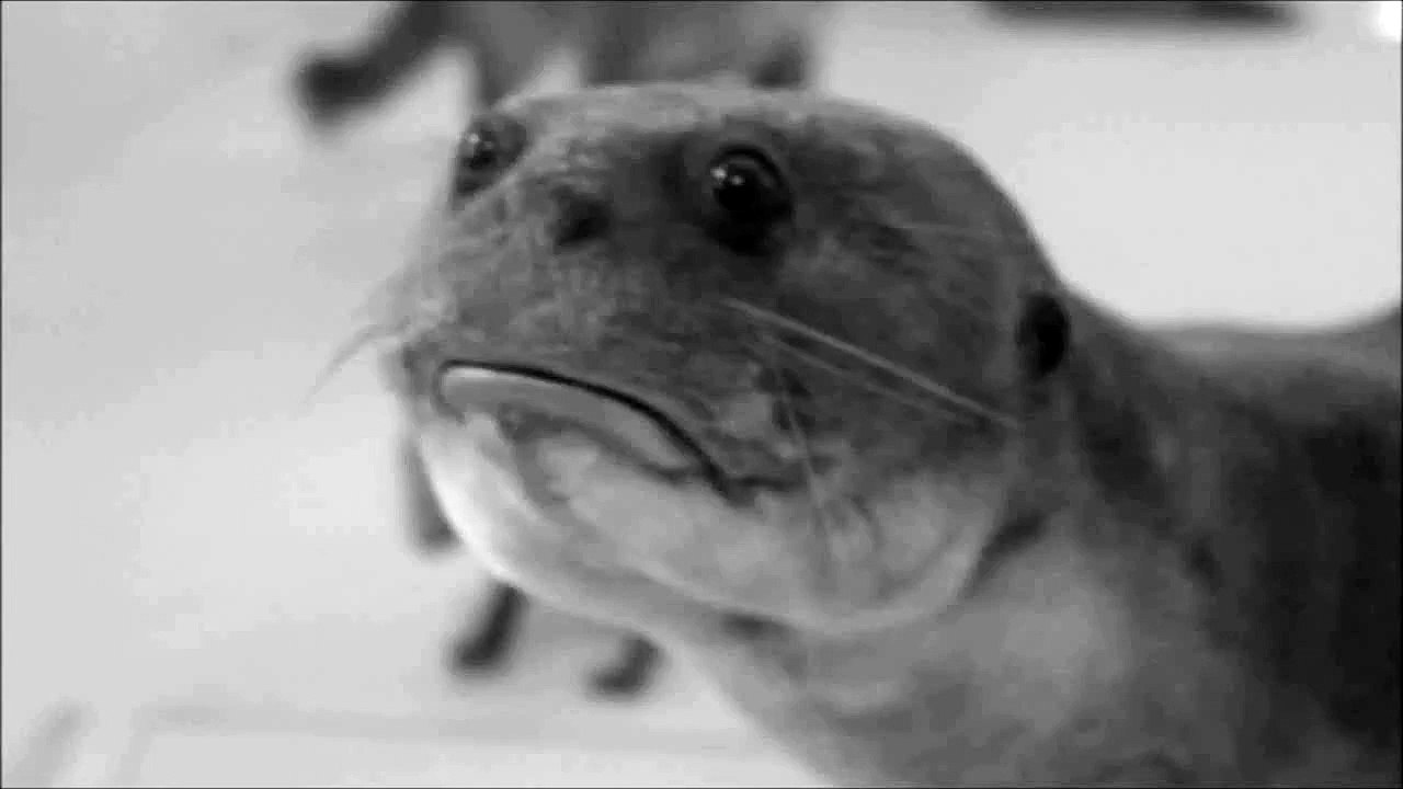 Sad Animal