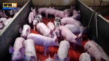 Crise porcine: la suspension des cotations a provoqué l’engorgement des élevages