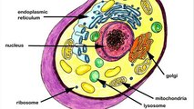 parts of animal cell