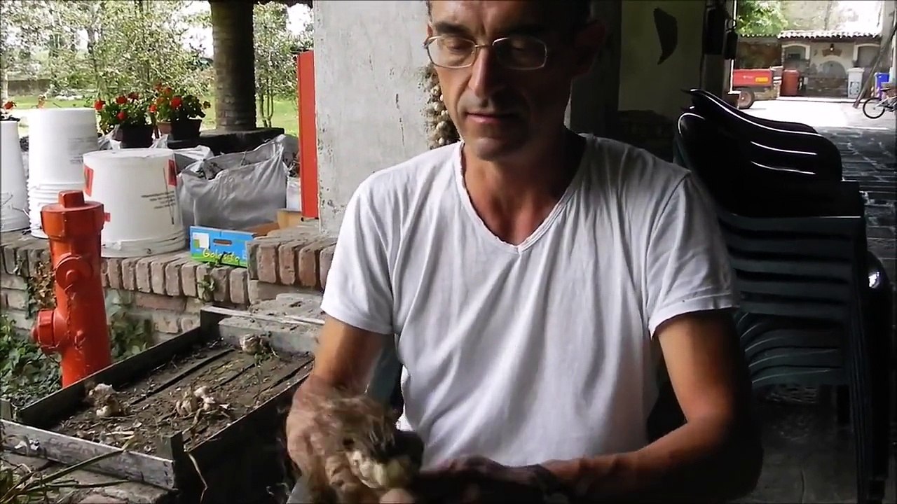 Come creare una treccia d'aglio