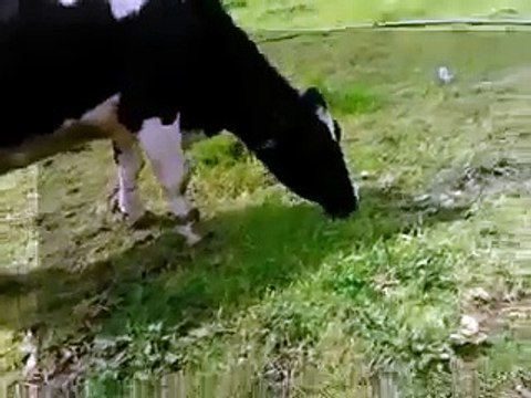 Cows Eat Grass is Pretty Cool Must See mp4