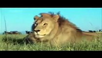 aslan ve sırtlan kavgaları (lions and hyenas)