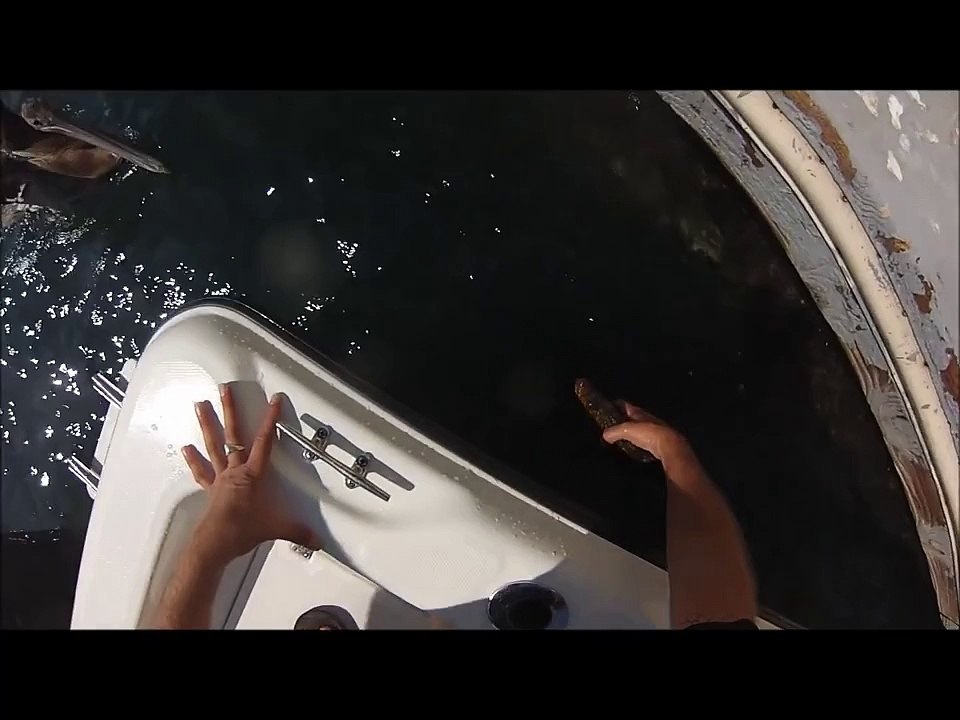 You Have to See This...A Fish's Lucky Day...