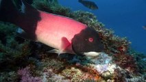 Tauchen im Kelp San Benito Cedros Mexiko