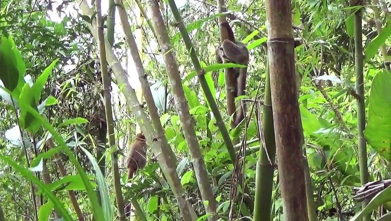 Project " Bamboo lemur" - Helpsimus: group 8