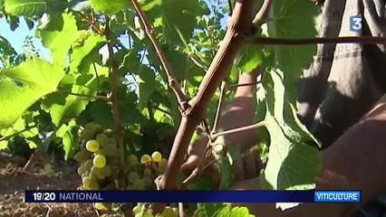 Vendanges : 2015, une année exceptionnelle !