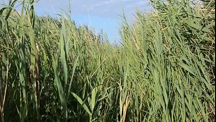 Argiope frelon Marais de la tête noire