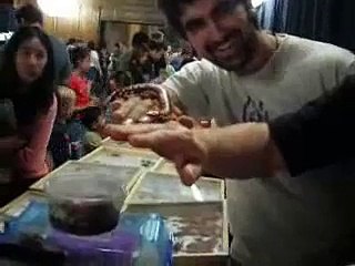 Scolopendra gigantea, Peruvian giant centipede tinyfi