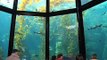 The Aquarium of the Pacific, Long Beach