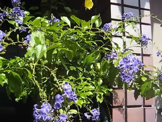 スズムシの鳴き声、秋の七草、秋の花、蝶