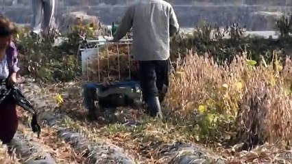 Walk Behind Bean Harvester (Cutter) BH-710 Hanseo Korea