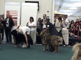 World Dog Show Bratislava Tibetan Mastiff intermediate female5 final