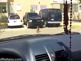 Perro muere mientras tiene sexo con perra