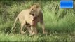Lion saves a baby calf from another lion attack