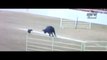Cow Jumps over Fence at Cattle Dog Competition! (FAIL?)
