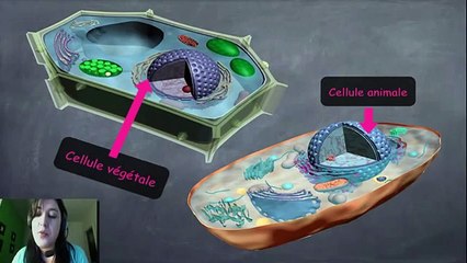 Les organites de la cellule animale et végétale et leurs fonctions