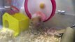 Cute Syrian Hamster Lolo falling off the wheel
