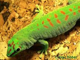 geckos the cute lizards
