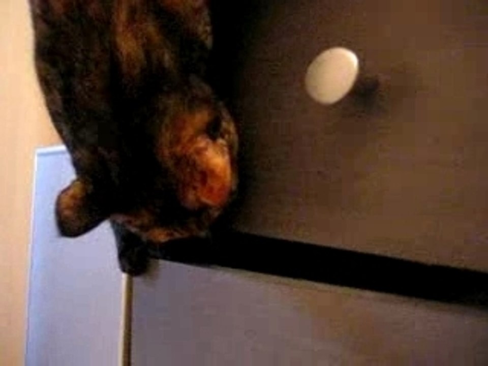 chats ouvrent tiroir