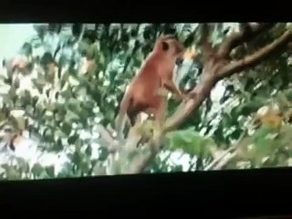 Monkey gets ate