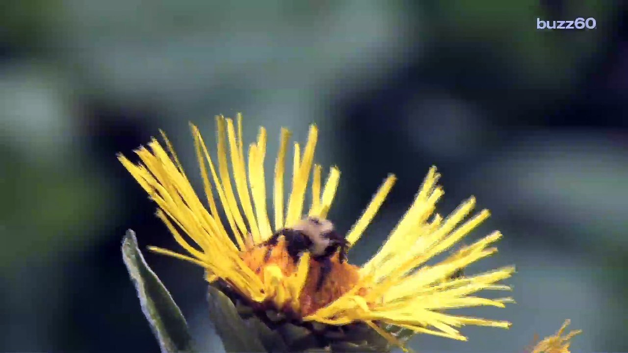 America's deadliest animal