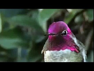 A Hummingbird Changing Colors