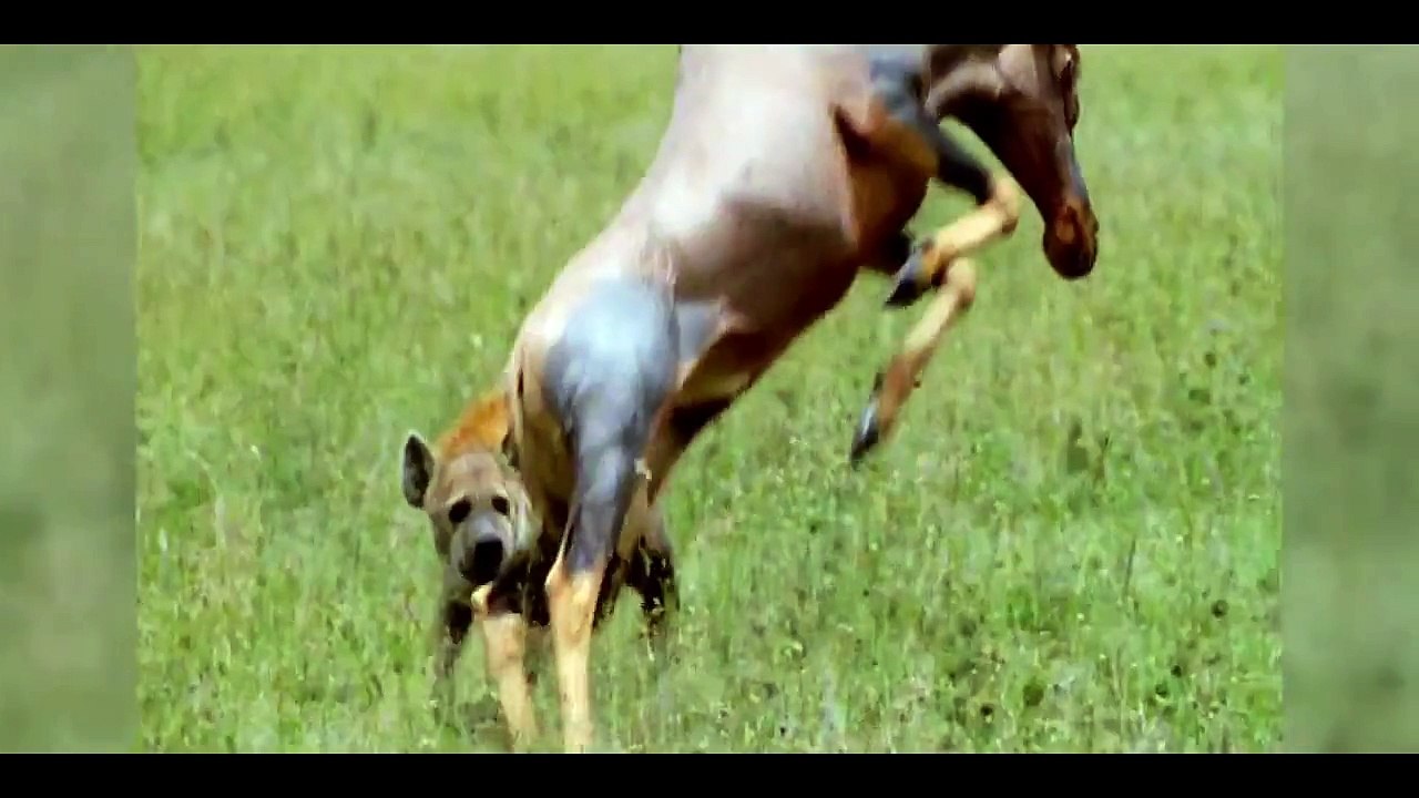 Неудачная охота 2 / Unsuccessful hunting 2