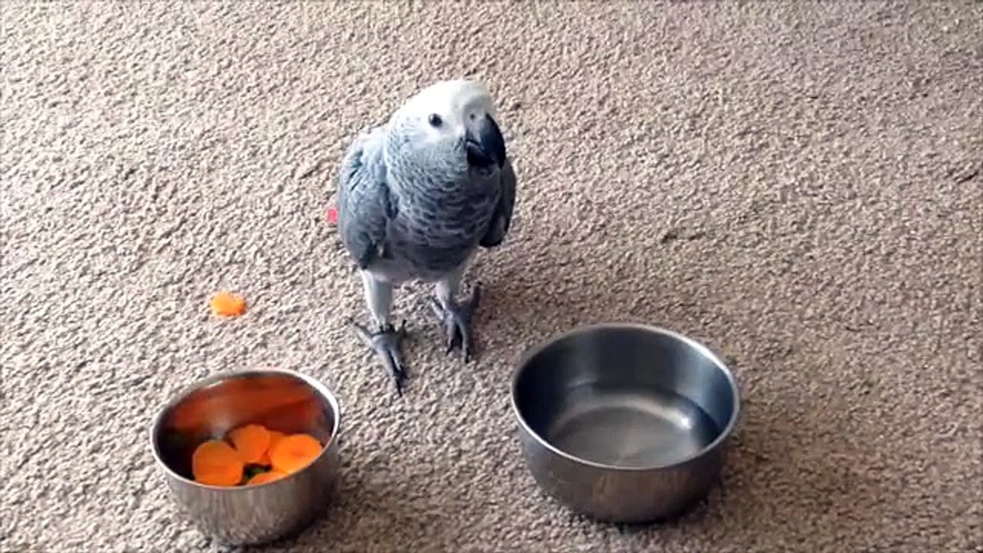 Ozzy My 12 Week Old African Grey Parrot Video Dailymotion