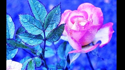 Aylin Şengül Taşçı - Bir Kızıl Goncaya Benzer Dudağın